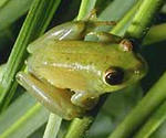 Argus Reed Frog