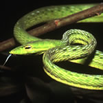 Green vine snake - Ahaetulla prasina