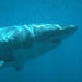 Feeding an electronic transmitter to a white shark