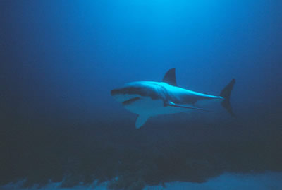 White shark (Carcharodon carcharias) patrolling in coastal waters. Photo by Al Giddings