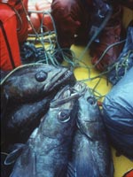 Illegally fished Patagonian Toothfish, also known as Chilean Sea Bass. Photo courtesy Greenpeace.