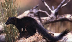 Black mongoose, Galerella nigrata
