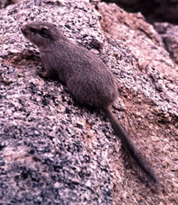 Dassie-rat or Noki, Petromus typicus