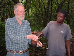 Galen and Ruben Mwakisoma with newly described Gray-faced sengi,  Rhynchocyon udzungwensis
