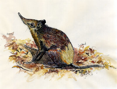 Illustration of golden-rumped elephant-shrew