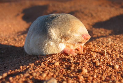 Eremitalpa granti, the Golden Mole