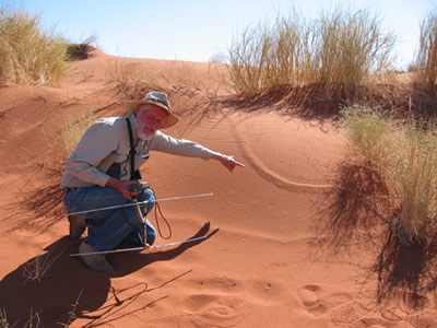 Galen radio-tracking golden mole Eremitalpa granti, in the Namib Desert, Namibia, southwestern Africa.