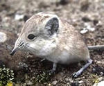 Round-eared sengi or elephant-shrew