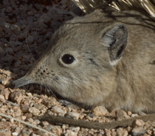 Round-eared Sengi