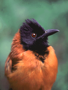 Pitohui
