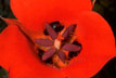 About California Wildflowers