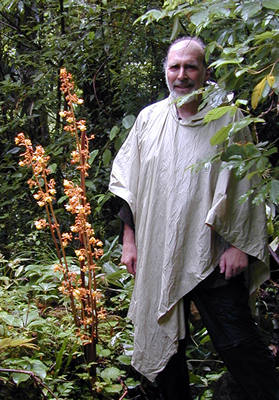Wild orchid 6' high in Goonshan Forest Reserve. Bedraggled human inserted
for perspective.

