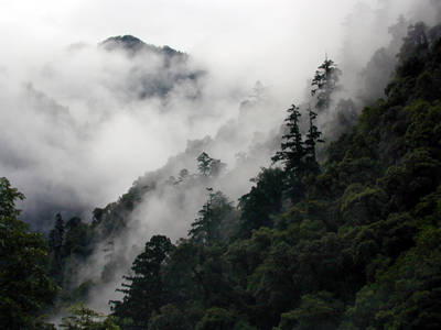 Wispy clouds move across the forest of evergreens and conifers in Qiqi, China