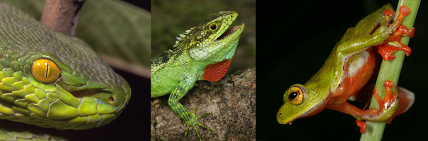 left, Trimeresurus; center, Calotes kingdomwardi; right, Hyperolius molleri