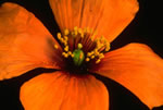 Botany