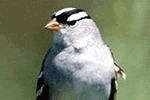 Ornithology and mammalogy