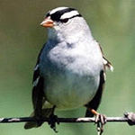 Ornithology and mammalogy
