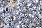 Barnacles