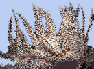 Carijoa sp.