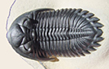 Trilobite