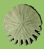 Mitt Urchin