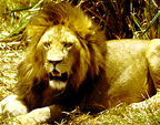 Lion, 1972.  Photo by Robert T. Orr