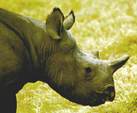 Rhino, 1972.  Photo by Robert T. Orr