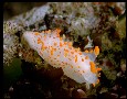 Clown nudibranch (Triopha catalinae)