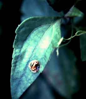 golden tortoise beetle