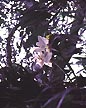 cattleya eldorado