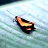aposometic moth