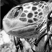 sea turtle in net