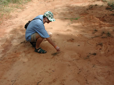 elephant tracks