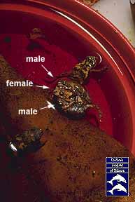 Amplexus in dwarf toads
