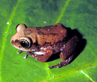 Glade treefrog, Leptopelis argenteus