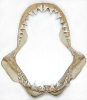 shark jaws