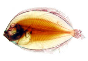 cleared & stained flatfish