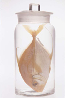 preserved fish in a jar