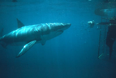 Feeding an electronic transmitter to a white shark.