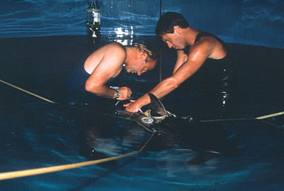 Fitting an IV into a juvenile white shark.
