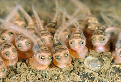 Progeny of a Sausalito hummer