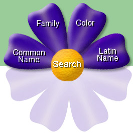 wildflower search categories