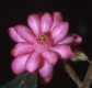 Symplocos flower