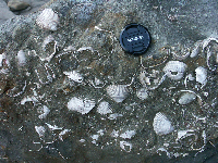 fossil bivalves