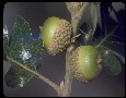 Oregon oak acorns (Quercus garryana)