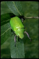 Beyer's scarab beetle (Chrysina beyeri)