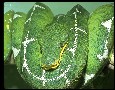 Emerald tree boa (Corallus canina)
