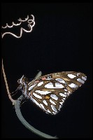 Gulf fritillary butterfly (Agraulis vanillae)