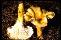 Chanterelle mushrooms (Cantharellus cibarius)