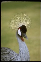 Balearica regulorum, grey crowned-crane